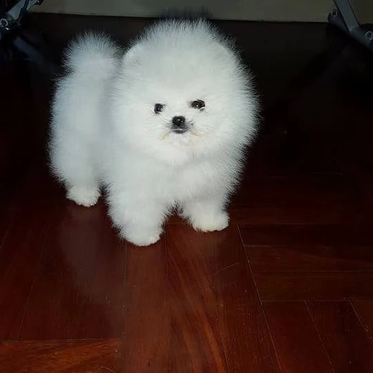 regalo cuccioli di volpino di pomerania