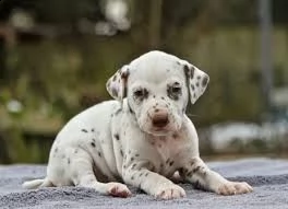 cuccioli di dalmata femminucce e maschietti disponibili  i cuccioli sono vaccinati sverminati cippa