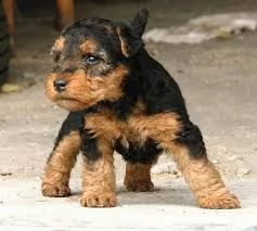 regalo airedale terrier cuccioli di airedale terrier ottima genealogia gia vaccinati sverminati e 