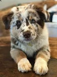 regalo allevamento cane australian cattle ho bellissimi cuccioli cane australian cattle pronti per l