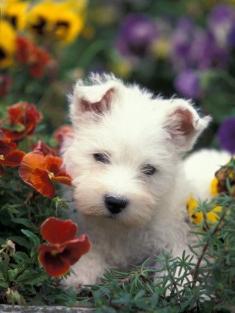 regalo adorabili cuccioli west highland terrier bianco femminucce e maschietti disponibili gratuita 