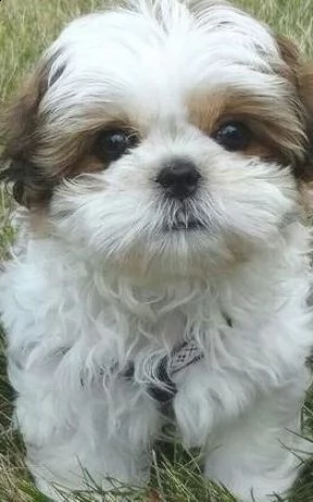 regalo bellissimi cuccioli allevati shihtzu colore bianco e nero due e una feminuccia maschietti
