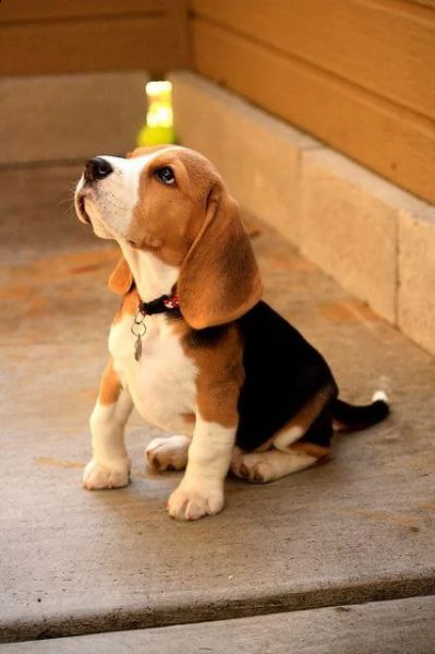   regalo cuccioli dolce e bella beagle