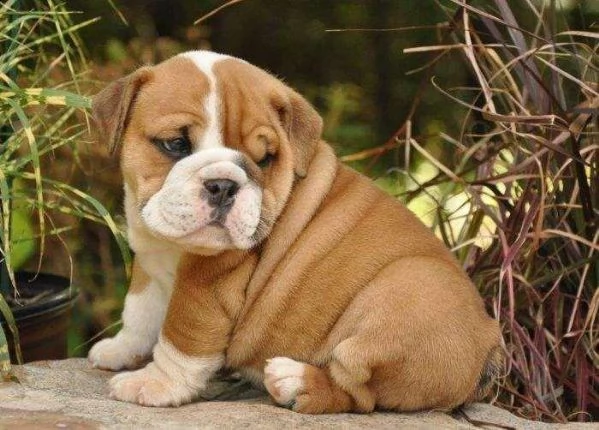 regalo bulldog inglese cuccioli con pedigree