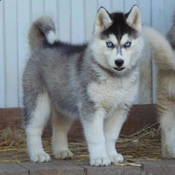 regalo cuccioli siberian husky  maschio e femmina