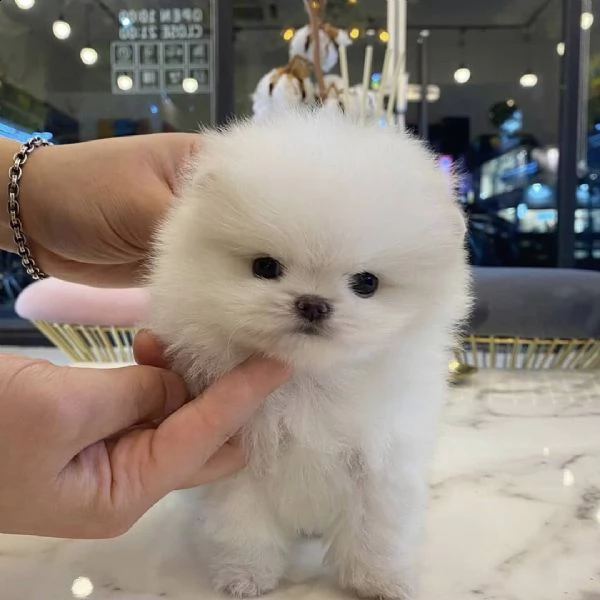 regalo cuccioli di volpino di pomerania