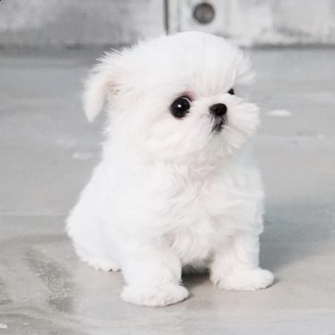 regalo allevamento maltesi taglia mini toy ho bellissimi cuccioli maltese pronti per loro nuove case