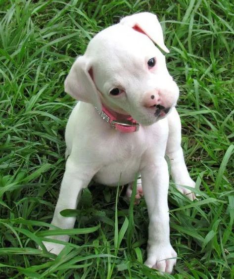 regalo estremamente carino cuccioli di boxer per ladozione sono a casa sollevati e vasino addestrat