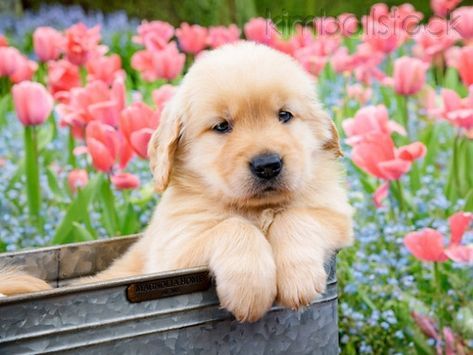regalo golden retriver cuccioli disponibile per l'adozione adorabili cuccioli di golden retriver fem