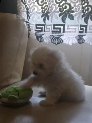 mini toy maltese