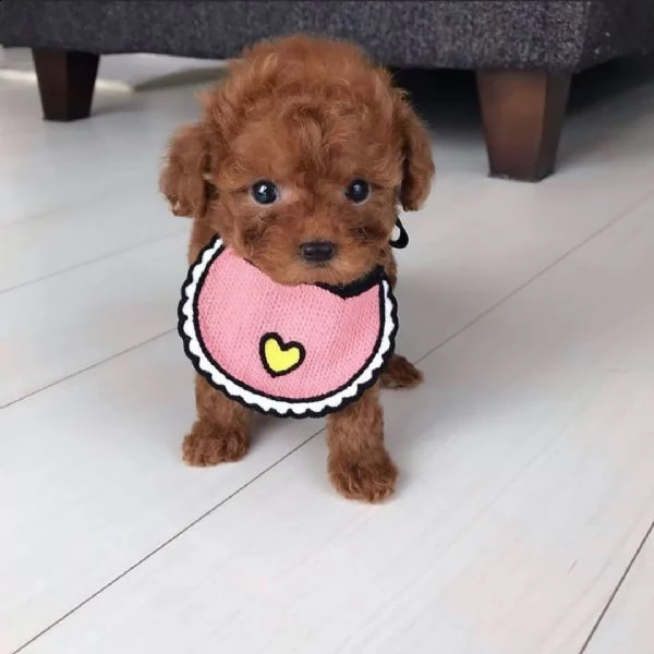 cuccioli di barboncino in adozione | Foto 1