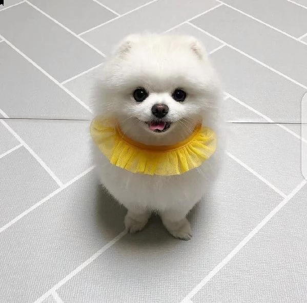 simpatici cuccioli di pomerania in adozione | Foto 1