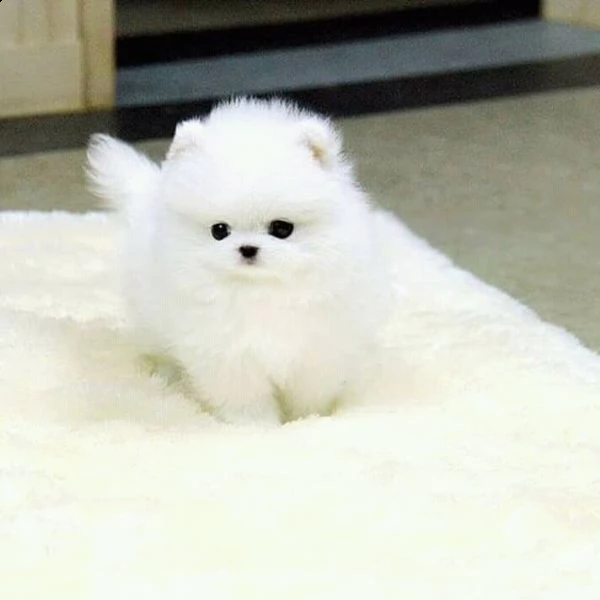 simpatici cuccioli di pomerania in adozione | Foto 0