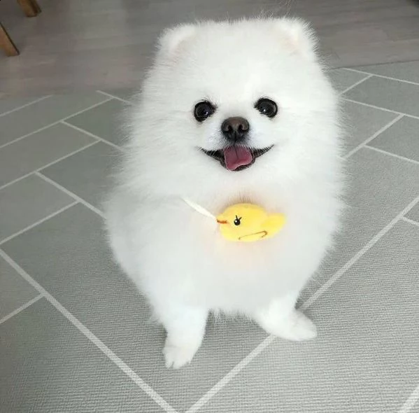 simpatici cuccioli di pomerania in adozione