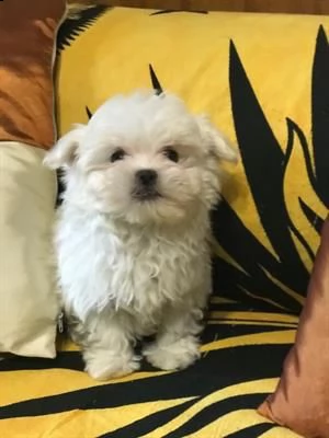 cucciolo di maltese maschio femmina