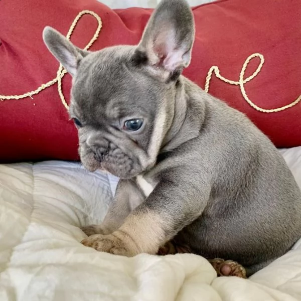 disponibili ottimi cuccioli di bulldog francese | Foto 1