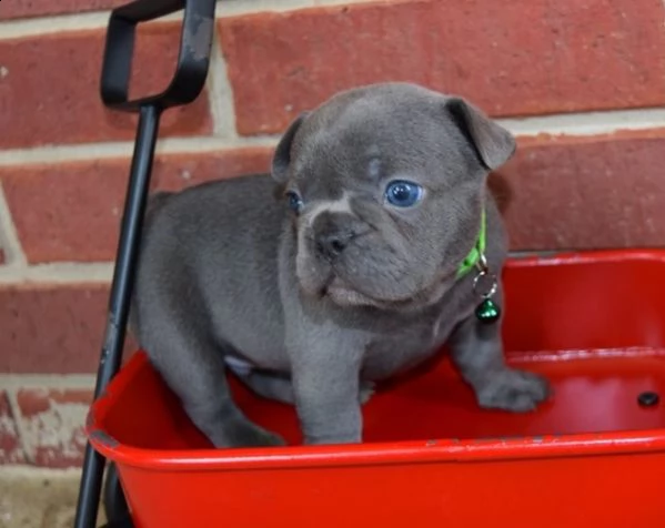disponibili ottimi cuccioli di bulldog francese | Foto 0
