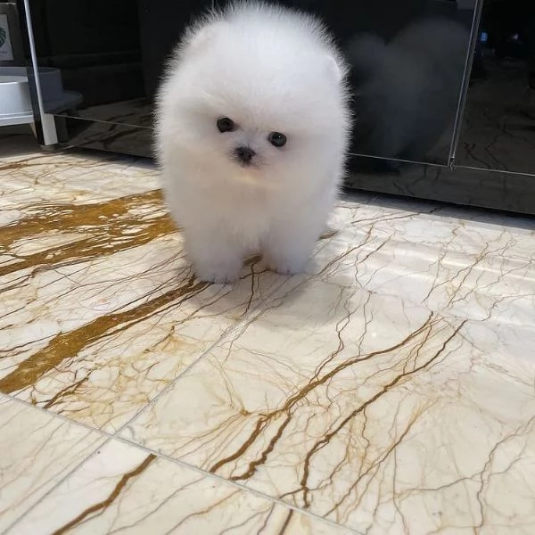 regalo pomerania cuccioli maschio e femmina