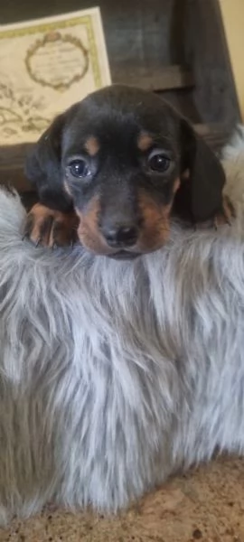 Cuccioli bassotto nero focato arlecchino chocolate  | Foto 2