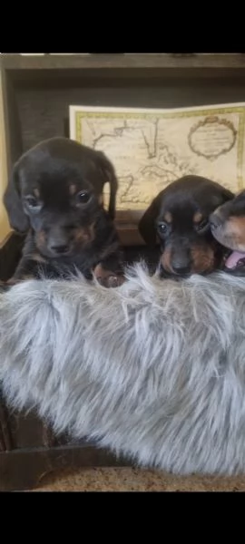 Cuccioli bassotto nero focato arlecchino chocolate  | Foto 1