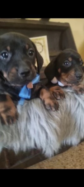 Cuccioli bassotto nero focato arlecchino chocolate  | Foto 0