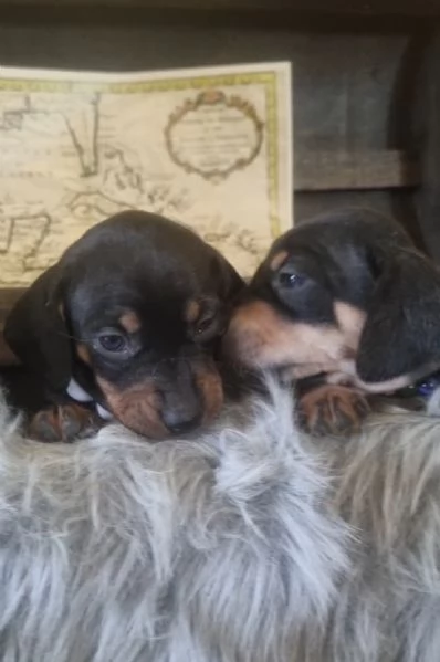 Cuccioli bassotto nero focato arlecchino chocolate 