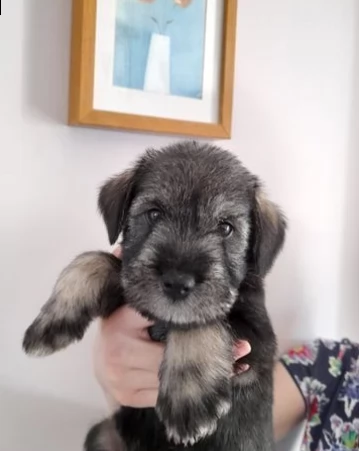 cuccioli schnauzer