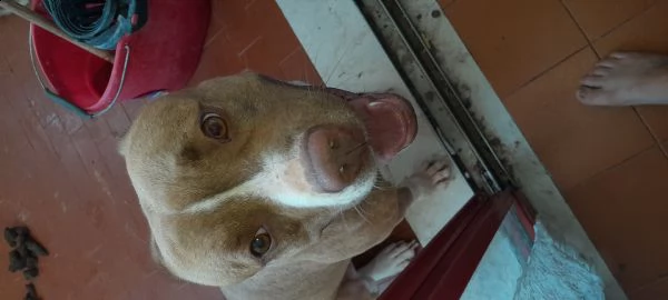 regalo pittbull red nose trovato