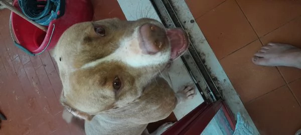 regalo pittbull red nose trovato | Foto 0