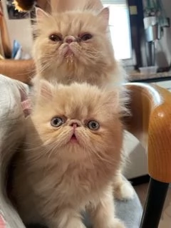 gattine persiane meravigliose