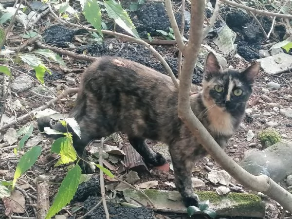 REGALO GATTINA