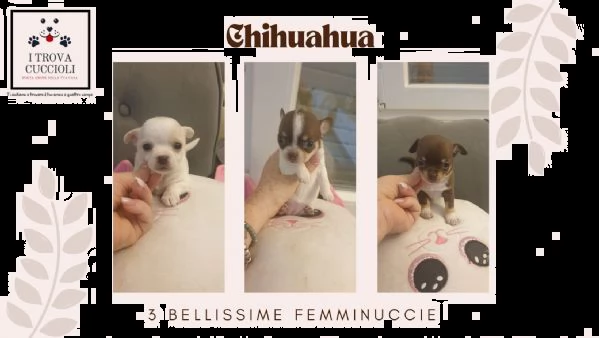 bellissime chihuahua,  colore cioccotan, bianca, bianca cioccolato cercano casa. 