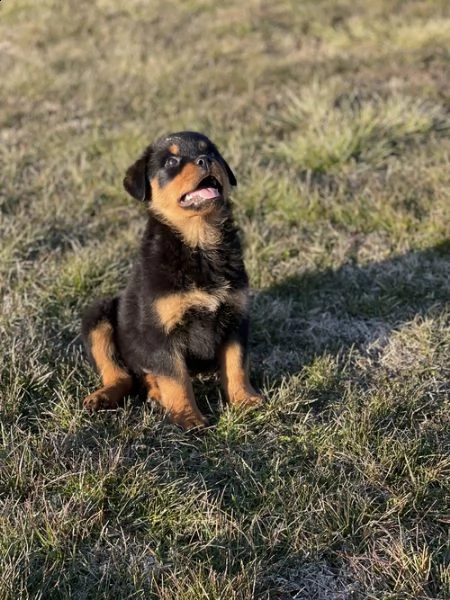  cuccioli di rottweiler tedesco americano email  marieiris783atgmailcom grazi