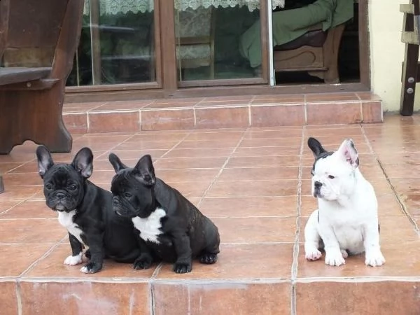 cuccioli di bulldog francese disponibili per la vendita