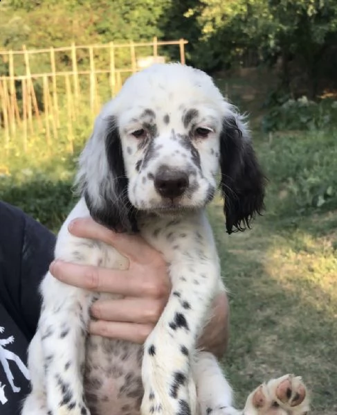 disponibili cuccioli setter inglesi | Foto 0
