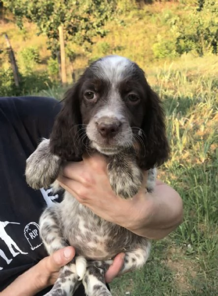 disponibili cuccioli setter inglesi