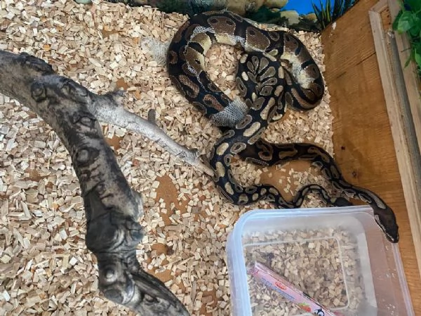 vendo due pitoni reali con la bacheca fatta artigianale  | Foto 1