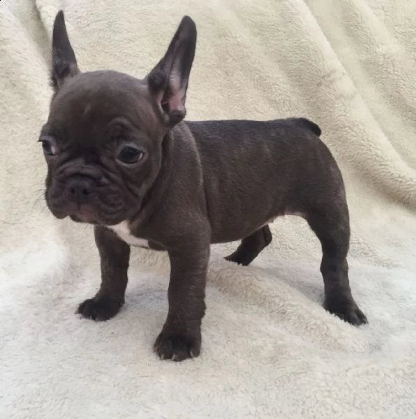 bulldog francese maschio e femmina email  marieiris783atgmailcom grazi  un bulldog francese nero