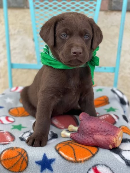  labrador cuccioli introvabili cuccioli email  marieiris783atgmailcom  labrador cuccioli introvab