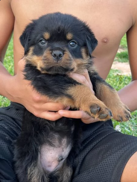 akc cuccioli di rottweiler tedesco rottweiler vendo cuccioli di rottweiler maschi e femmine hanno 