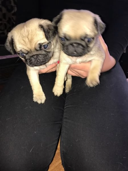 cuccioli di carlino perfetti  i carlini sono senza dubbio il loro muso corto e rugoso originari del