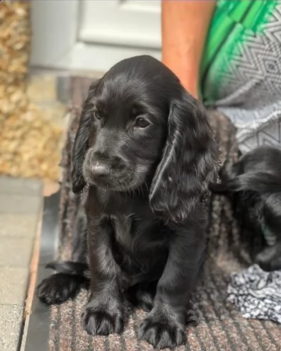 cuccioli cocker spaniel