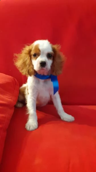 cavalier king maschio  tricolore