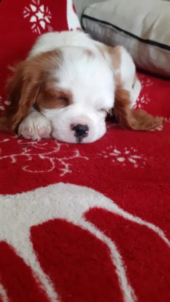 cavalier king maschio  tricolore | Foto 0