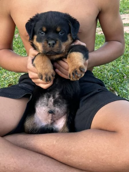  cuccioli di rottweiler super adorabili cos gentile e affettuoso me ne restano 2 questa  una gra