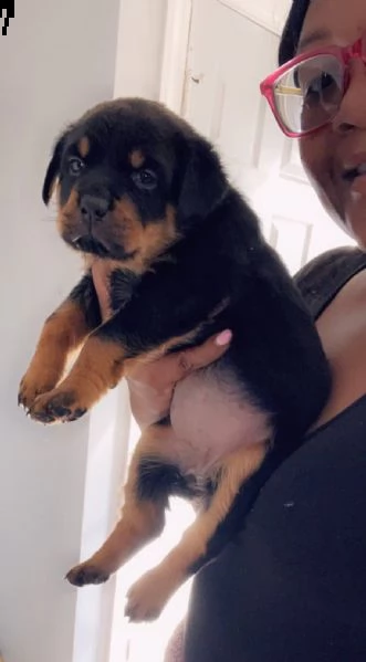 simpatici cuccioli di rottweiler simpatici cuccioli di rottweiler disponibili per le nuove famiglie