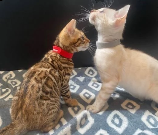 disponibili gattini bengala | Foto 0
