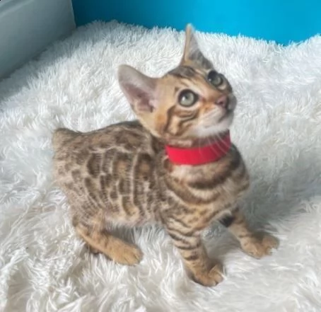 disponibili gattini bengala