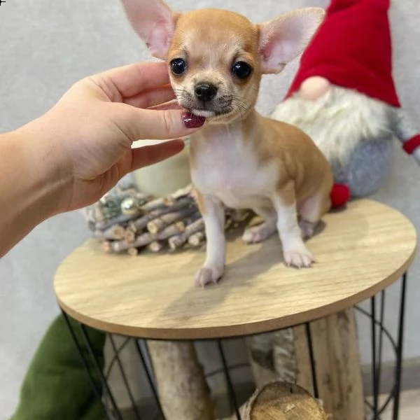 regalo chihuahua cuccioli meravigliosi  