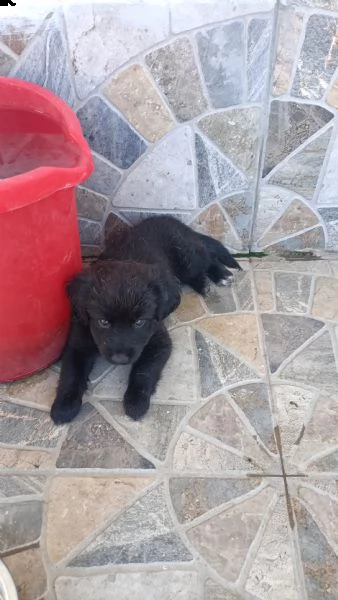 regalo 2 cuccioli media taglia